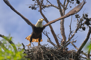 American Bald eagle flying off nest against blue sky. 