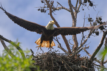 American Bald eagle flying off nest against blue sky. 