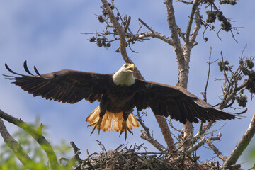 American Bald eagle flying off nest against blue sky. 
