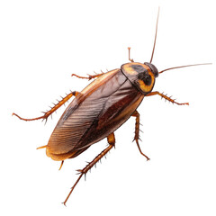 A cockroach on black background isolated on transparent background