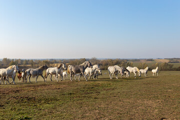 Numerous Lipizzaner horses move in a line across open ground, with the countryside stretching to the horizon and distant trees.