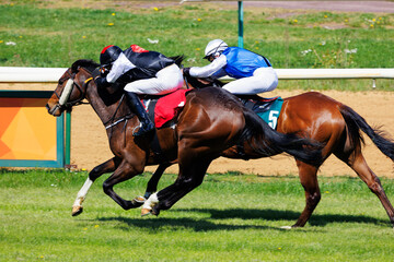 Group of jockeys racing on thoroughbred horses by green grass track race course back view on sunny...