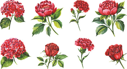 Red Watercolor flower illustration. Set of watercolor peonies red rose hydrangea flower.