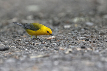 Yellow bird Prothonotary warbler eating moth on a trail. 