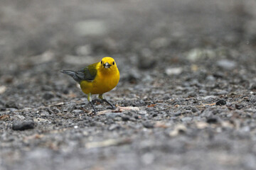 Yellow bird Prothonotary warbler eating moth on a trail. 
