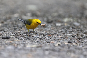 Yellow bird Prothonotary warbler eating moth on a trail. 