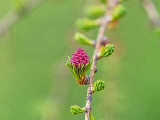 Larch tree fresh pink cones blossom at spring on nature background