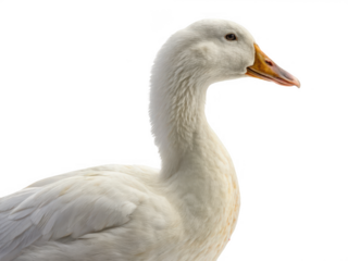 A white goose portrait isolated on transparent background
