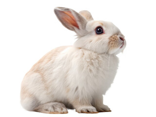 Fototapeta premium A white rabbit sitting isolated on transparent background