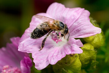Westliche Honigbiene (Apis mellifera) auf der rosa Blüte einer Rosen-Malve (Malva alcea) in Deutschland