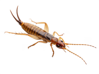 Isolated close up of earwig isolated on transparent background