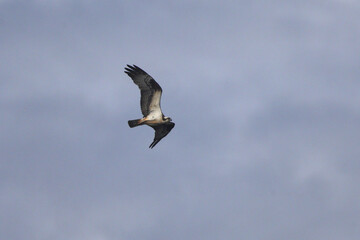 Osprey inflight against blue sky. 