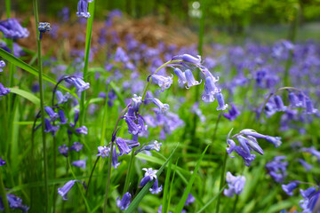 Purple Bluebell flowers blooming in the forest