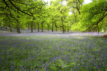 Bluebell flowers blooming in the forest in spring time in Scotland, UK