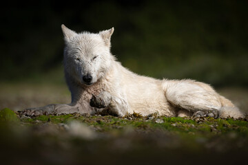 Obraz premium A wild grey wolf in the back country of Katmai National Park in Alaska.