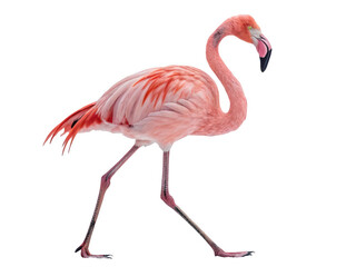 Fototapeta premium Pink flamingo walking alone isolated on transparent background