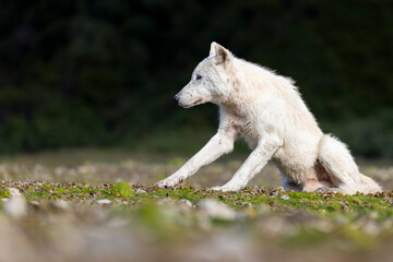 Fototapeta premium A wild grey wolf in the back country of Katmai National Park in Alaska.
