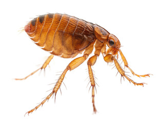 A flea close up on black isolated on transparent background