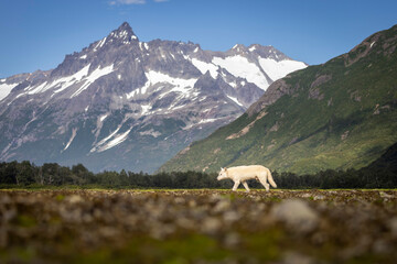 Obraz premium A wild grey wolf in the back country of Katmai National Park in Alaska.
