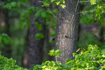 Nuthatch's Ascent: Scaling the Bark
