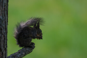 Nature's Nibbler: Red Squirrel in Greenery