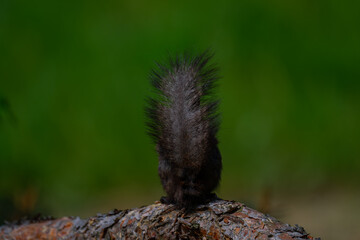 Mystic Forager: Black Squirrel in Nature