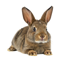 Fototapeta premium Adorable brown rabbit lying down isolated on transparent background