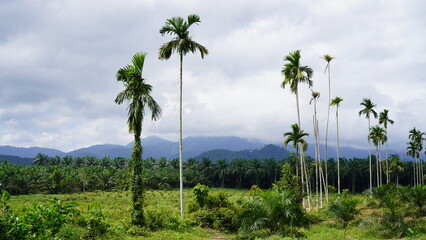 Naklejka premium palm trees and blue sky Thailand krabi 