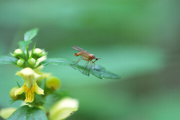 Fly of the species Empis trigramma