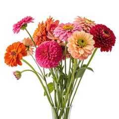 Obraz premium Bouquet of colorful zinnias isolated on transparent background