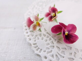 ワインレッドのビオラ