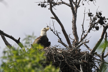 American Bald eagle flying off nest against blue sky. 