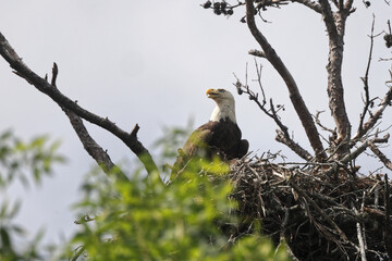 American Bald eagle flying off nest against blue sky. 