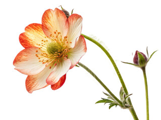 Fototapeta premium isolated on transparent background