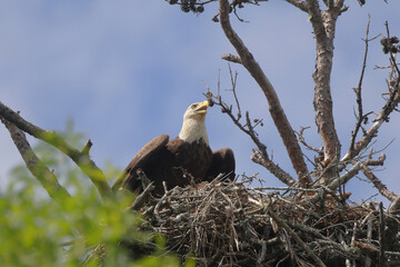 American Bald eagle flying off nest against blue sky. 