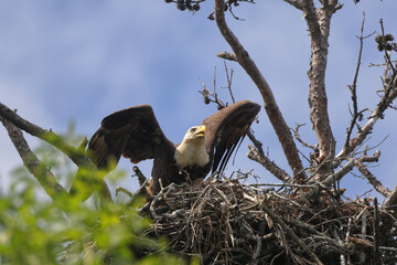 American Bald eagle flying off nest against blue sky. 