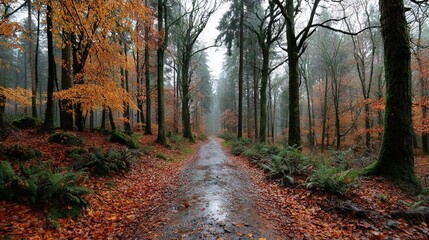 Fototapeta premium A damp forest path surrounded by fallen leaves and yellowing trees