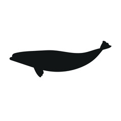 Vector flat hand drawn beluga whale silhouette isolated on white background