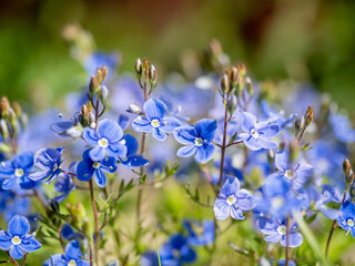 Macro shot of blooming Veronica chamaedrys flowers in vibrant blue colors.