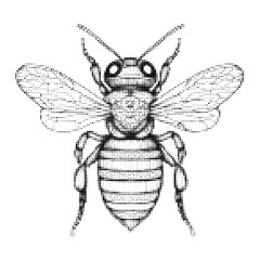 Monochrome halftone vector illustration of a bee in vintage engraving style, high contrast black dotwork insect element for collage, posters, nature graphics and retro design use