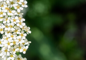 Delicate clusters of white Spiraea flowers blooming in spring sunlight.