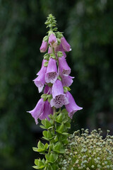 Close-up of a light purple wild tipe flower at North Carolina USA. 