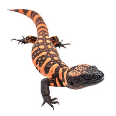 A gila monster on black isolated on transparent background