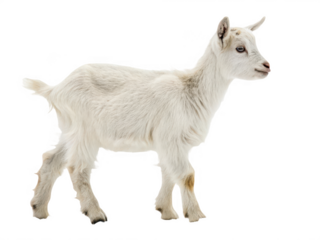 A small white goat standing isolated on transparent background