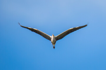 Aufnahme eines Graureihers beim Fliegen unter blauem Himmel.