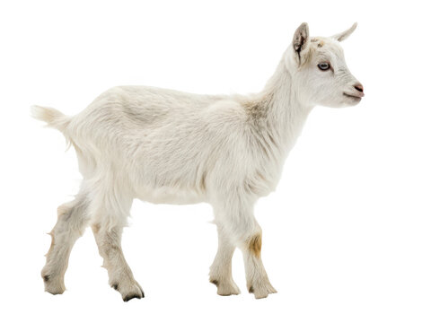A small white goat standing isolated on transparent background
