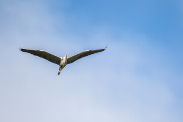 Aufnahme eines Graureihers beim Fliegen unter blauem Himmel.