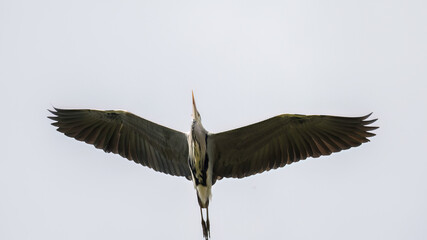 Aufnahme eines Graureihers beim Fliegen unter blauem Himmel.
