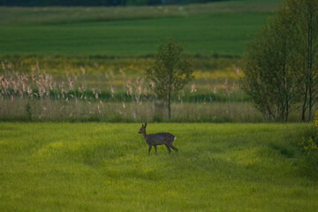 Aufnahme eines Rehs bei der Futtersuche, auf einer Wiese, in den Abendstunden.