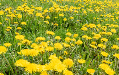 Fototapeta premium Vibrant meadow filled with blooming dandelions in bright yellow colors.